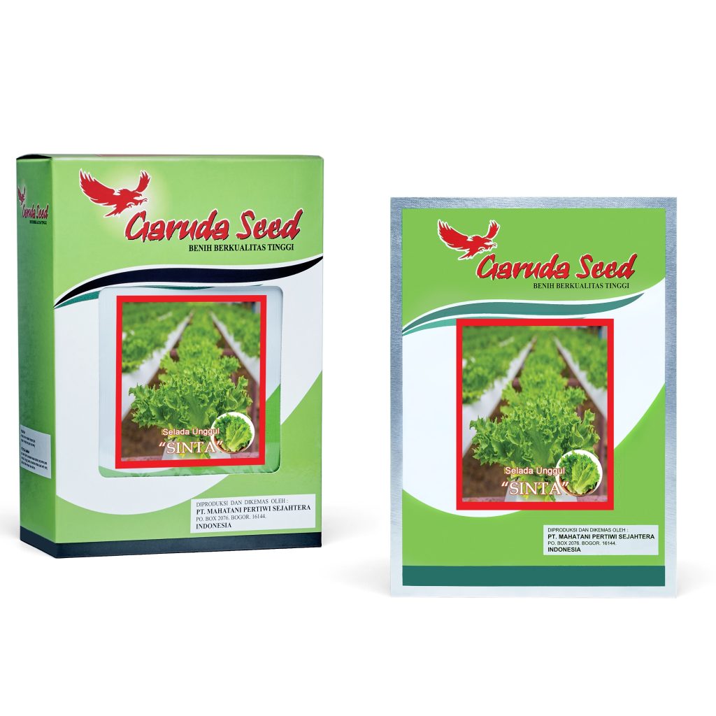 Benih Selada Sinta Garuda Seed