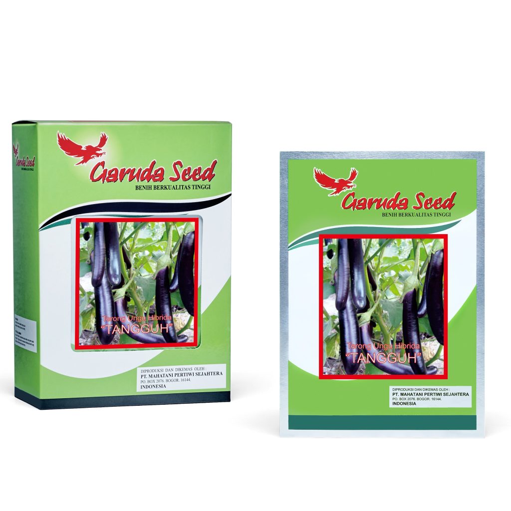 Benih Terong Ungu Tangguh Garuda Seed