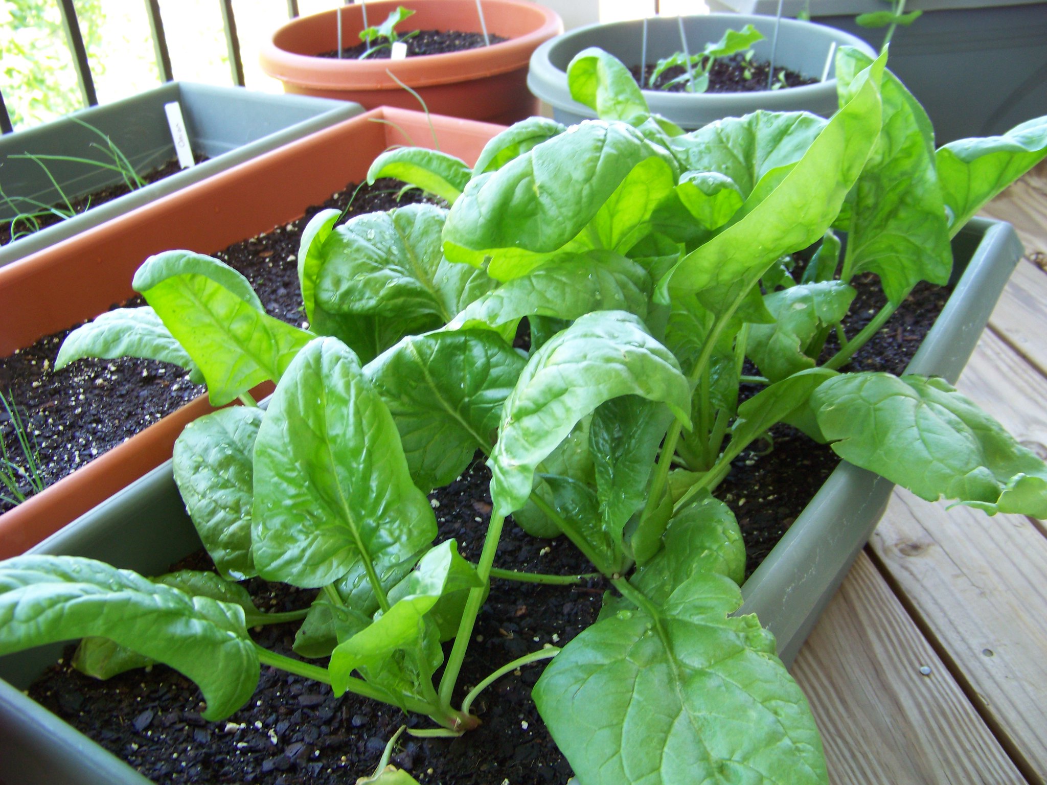 7 Cara Menanam Bayam di Pot dengan Mudah dan Cepat! - Garuda Seed