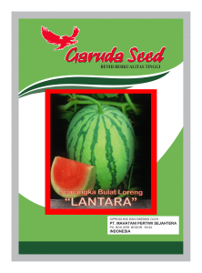 Benih Semangka Bulat Loreng Lantara Garuda Seed