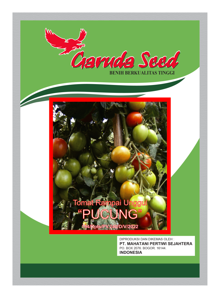 Benih Tomat Pucung Garuda Seed
