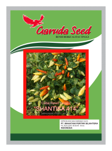 Benih Cabe Rawit Unggul Shantika 414 Garuda Seed