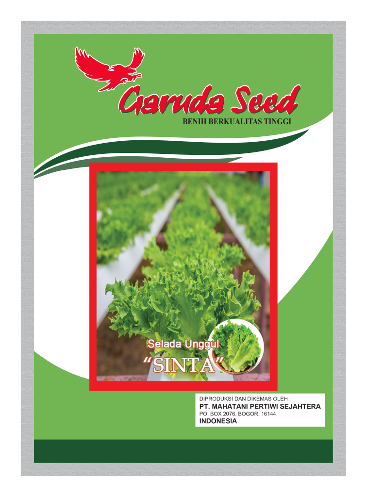 Benih Selada Sinta Garuda Seed