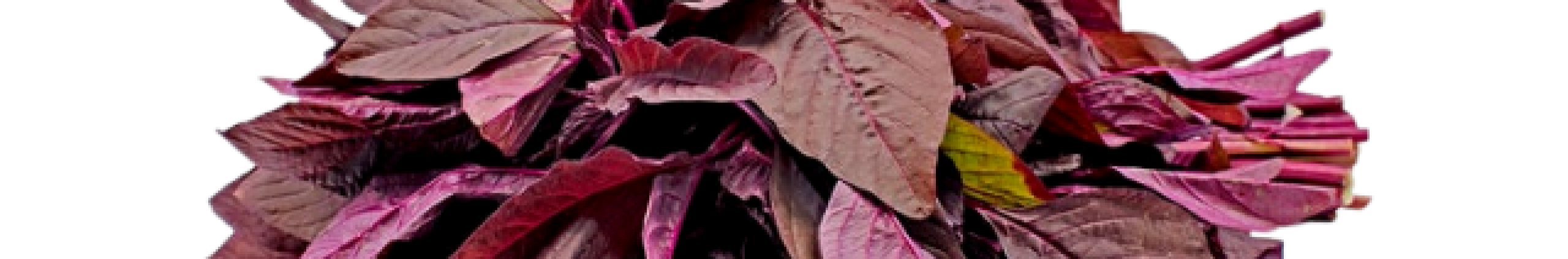 1614521064_Red Spinach_11 (5)